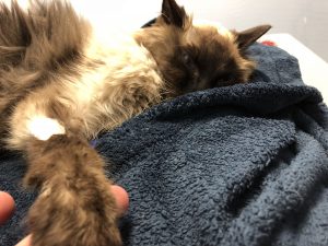 Sunday Bloody Sunday, LOVE My Monster |2018 2 IMG 0569