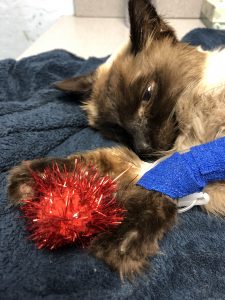 Sunday Bloody Sunday, LOVE My Monster |2018 3 IMG 0575