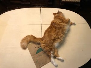 Size Matters, Sho Rai Was MASSIVE! | 2019 1 Size Matters