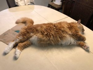 Size Matters, Sho Rai Was MASSIVE! | 2019 2 Size Matters