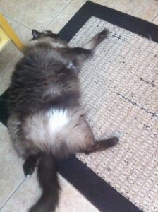 Happy Birthday Monster 2019 3 20160329101944 e1b4bbef me