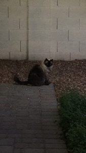 Happy Birthday Monster 2019 2 20170513211542 5cbafb80 me