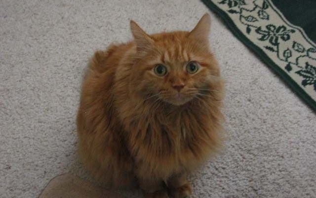 Black Tuesday v2022 - Brandy Rai 3 The Late, GREAT, Brandy Rai