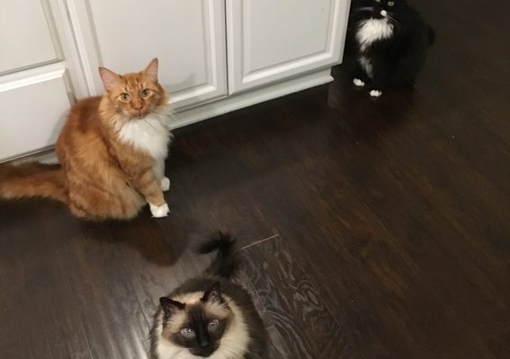 Long Live King Truffle |2023 1 All Together Now