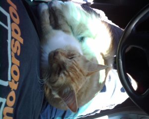 Sho Rai - The Master, The Day My Heart Was Broken |1419 1 Sho Rai, The Special Collection