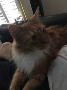 Sho Rai - The Master, The Day My Heart Was Broken |1419 9 Sho Rai, The Special Collection