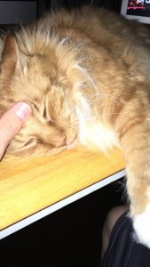 Sho Rai - The Master, The Day My Heart Was Broken |1419 14 Sho Rai, The Special Collection