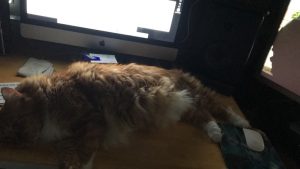 Sho Rai - The Master, The Day My Heart Was Broken |1419 19 Sho Rai, The Special Collection