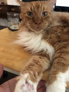 One Year Gone - NO HOPE |2020 1 Sho Rai, The Special Collection