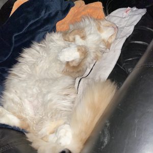 Happy Birthday Shiro 2021