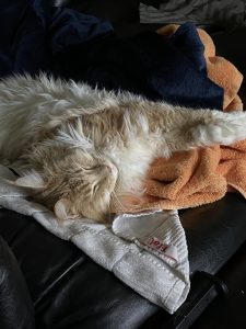 Happy Birthday Shiro 2021