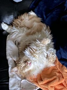 Happy Birthday Shiro 2021