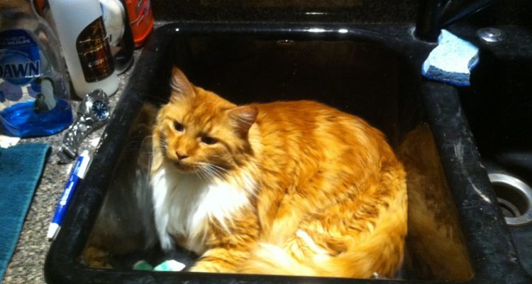 Happy Birthday Sho v2021 1 20160329100643 0a936d06 me