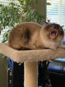 Takao, He Has GREAT Potential Birthday Edition |2021 2 Takao Konishi Happy Birthday Dorkass