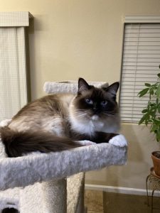 Takao, He Has GREAT Potential Birthday Edition |2021 3 Takao Konishi Happy Birthday Dorkass