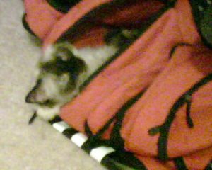 Happy Birthday Monster, Miss Ya Lots |2021 8 Monster-ifica