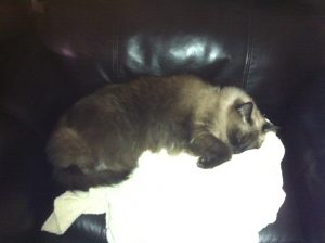 Happy Birthday Monster, Miss Ya Lots |2021 11 Monster-ifica