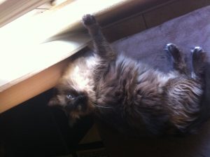 Happy Birthday Monster, Miss Ya Lots |2021 9 Monster-ifica