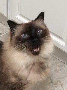 Happy Birthday Monster, Miss Ya Lots |2021 3 Monster-ifica