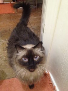 Happy Birthday Monster, Miss Ya Lots |2021 5 Monster-ifica