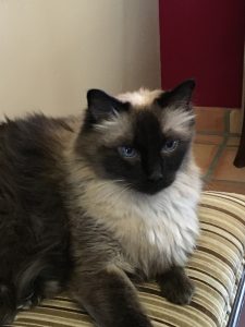 Happy Birthday Monster, Miss Ya Lots |2021 2 Monster-ifica