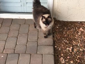 Happy Birthday Monster, Miss Ya Lots |2021 7 Monster-ifica