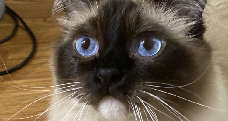 Happy Birthday Takao Rai |v2022 1 Takao Rai Age 4