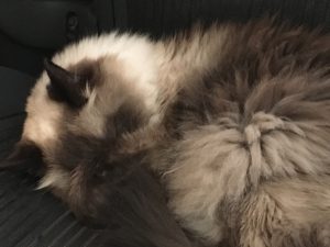 St. Monsters Day aka Sunday Bloody Sunday |2023 4 Monster-ifica