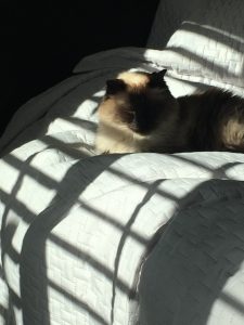 St. Monsters Day aka Sunday Bloody Sunday |2023 5 Monster-ifica