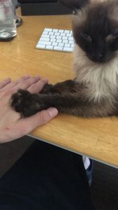 St. Monsters Day aka Sunday Bloody Sunday |2023 1 Monster-ifica