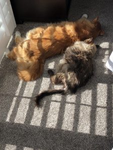 St. Monsters Day aka Sunday Bloody Sunday |2023 3 Monster-ifica