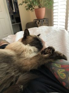 St. Monsters Day aka Sunday Bloody Sunday |2023 2 Monster-ifica