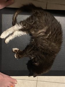 Truffle - Long Live The Only Cat I Will Ever Own 12 20220621 1