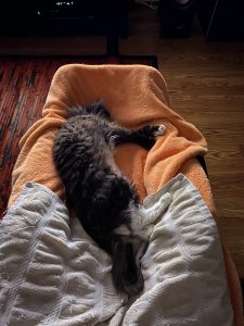 Truffle - Long Live The Only Cat I Will Ever Own 4 20220621 10