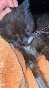 Truffle - Long Live The Only Cat I Will Ever Own 16 20220621 11