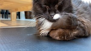 Truffle - Long Live The Only Cat I Will Ever Own 5 20220621 12