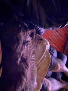 Truffle - Long Live The Only Cat I Will Ever Own 10 20220621 13