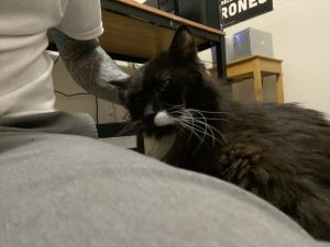 Truffle - Long Live The Only Cat I Will Ever Own 7 20220621 14