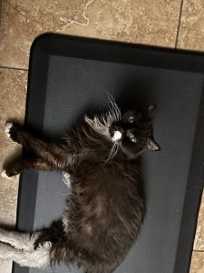 Truffle - Long Live The Only Cat I Will Ever Own 18 20220621 15