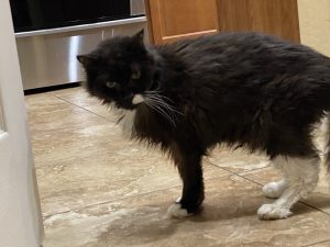 Truffle - Long Live The Only Cat I Will Ever Own 6 20220621 16