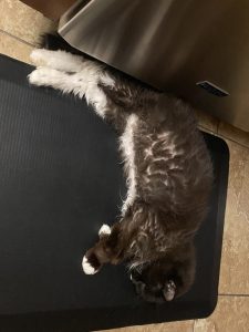 Truffle - Long Live The Only Cat I Will Ever Own 21 20220621 17