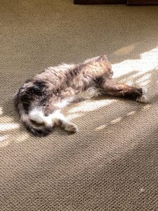 Truffle - Long Live The Only Cat I Will Ever Own 9 20220621 18