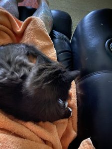 Truffle - Long Live The Only Cat I Will Ever Own 17 20220621 19