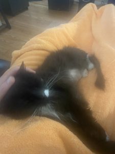 Truffle - Long Live The Only Cat I Will Ever Own 19 20220621 2