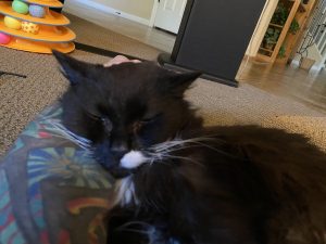 Truffle - Long Live The Only Cat I Will Ever Own 13 20220621 20