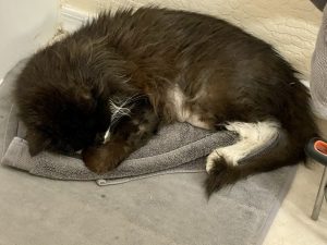 Truffle - Long Live The Only Cat I Will Ever Own 20 20220621 3