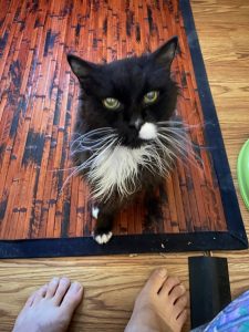 Truffle - Long Live The Only Cat I Will Ever Own 14 20220621 4