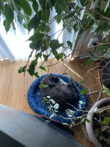 Truffle - Long Live The Only Cat I Will Ever Own 8 20220621 5