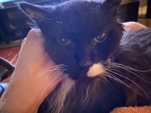 Truffle - Long Live The Only Cat I Will Ever Own 3 20220621 6