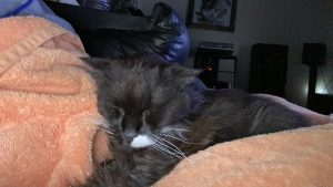 Truffle - Long Live The Only Cat I Will Ever Own 11 20220621 7